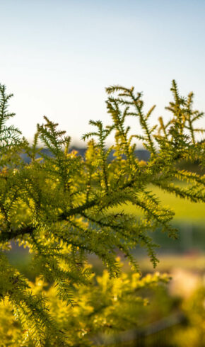 Why Forest Lake Continues to Attract Families and Developers