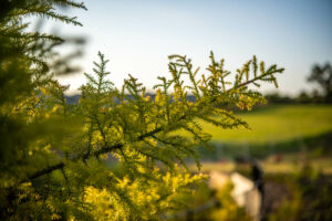 Why Forest Lake Continues to Attract Families and Developers