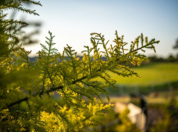 Why Forest Lake Continues to Attract Families and Developers